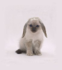 Photoshop changed to give a cat; rabbit ears and paws.